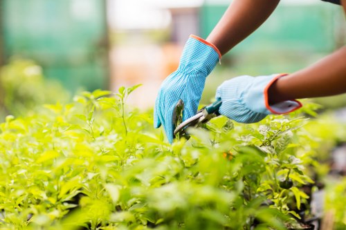 Professional hedge trimming service in Erith garden
